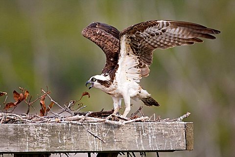 Osprey (Pandion haliaetus) in an artificial nest, Sanibel Island, Florida, USA