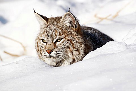 Bobcat (Lynx rufus) in the snow, Montana, USA