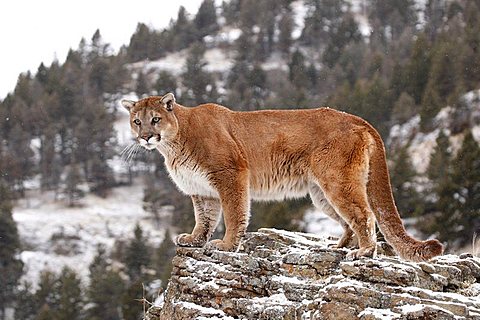 Cougar (Felis concolor), on a rock, Montana, USA