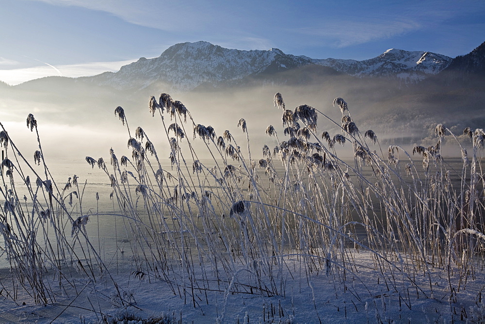 Frost-covered reeds on the shore of the Kochelsee (Lake Kochel) enshrouded in mist, Bavarian pre-Alps, Upper Bavaria, Bavaria, Germany, Europe