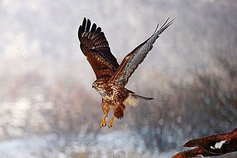 Common Buzzard (Buteo buteo) flying, winter, Germany