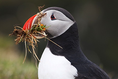 Puffin (Fratercula arctica), Latrabjarg Peninsula, West Fjords, Iceland, Europe