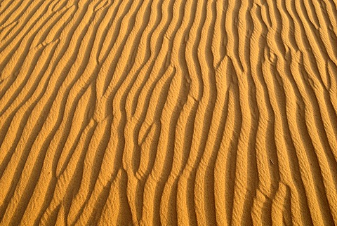 Sand ripples, surface of a dune, Tassili du Hoggar, Wilaya Tamanrasset, Algeria, Sahara, North Africa