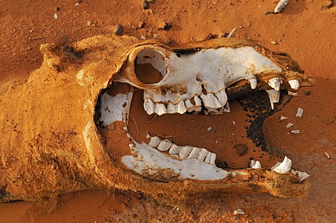 Skull of a camel, Acacus Mountains or Tadrart Acacus range, Tassili n'Ajjer National Park, Unesco World Heritage Site, Algeria, Sahara, North Africa