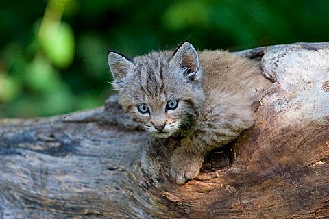 bobcat cub looking out of a radix