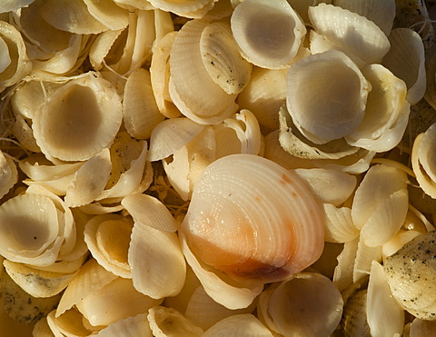 White seashells, Shell Beach, Western Australia, Australia