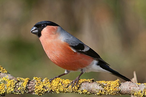 Bullfinch (Pyrrhula pyrrhula), male, Untergroeningen, Baden-Wuerttemberg, Germany, Europe