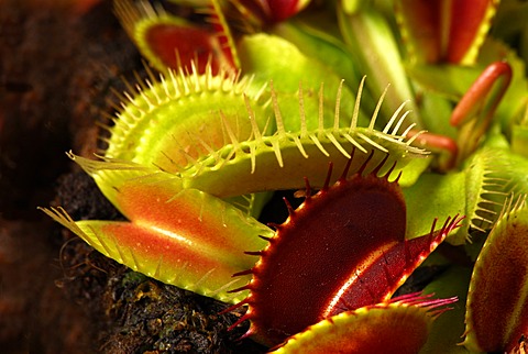 Venus flytrap (Dionaea muscipula), carnivorous plant