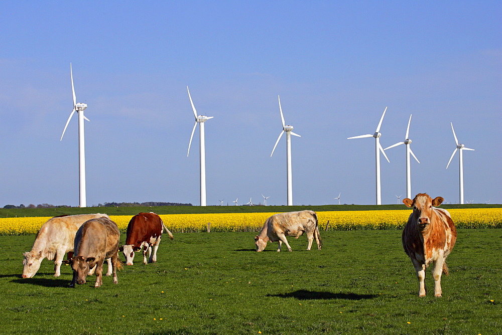 Windmills with a cattle herd in the foreground and a flowering rapefield - wind engines - wind generators - North Friesland Schleswig-Holstein Germany Europe