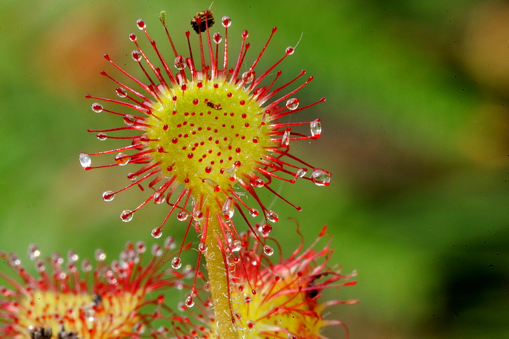 Oblong-leaved sundew or spoonleaf sundew (Drosera intermedia) in its natural bog habitat, Birr, Offaly, Midlands, Republic of Ireland, Europe