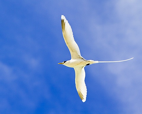 White-tailed Tropicbird (Phaethon lepturus), island of Mahe, Seychelles, Africa, Indian Ocean