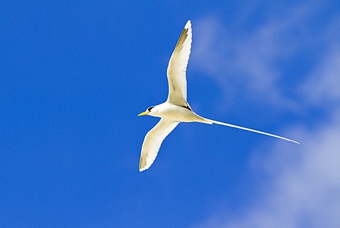 White-tailed Tropicbird (Phaethon lepturus), Island of Mahe, Seychelles, Africa, Indian Ocean