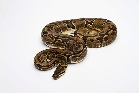 Matanic Ball Python or Royal Python (Python regius), female