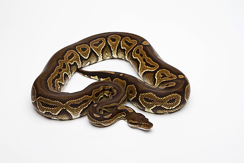 Black Pastel Ball Python or Royal Python (Python regius)