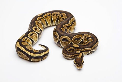 Paradox Super Fire Ball Python or Royal Python (Python regius), male