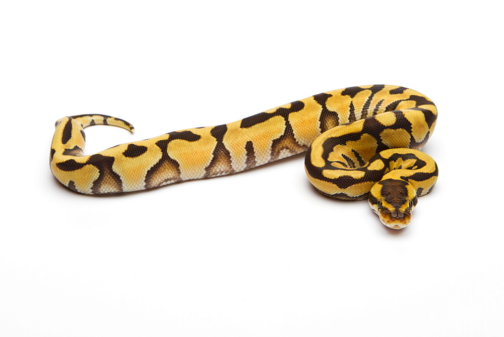 Tiger Ball Python or Royal Python (Python regius), female