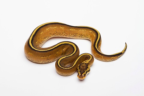 Superstripe Ball Python or Royal Python (Python regius), male