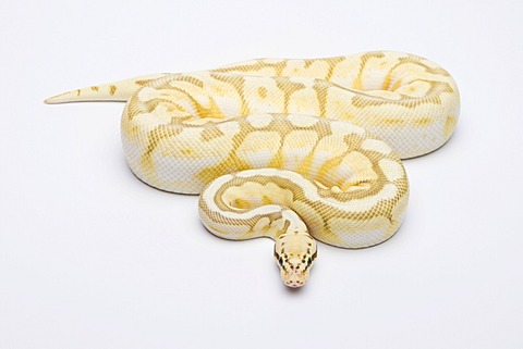 Killer Bee Butter Ball Python or Royal Python (Python regius), male