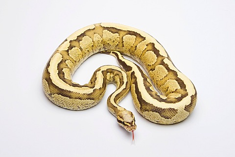 Vanilla Cream Ball Python or Royal Python (Python regius), male