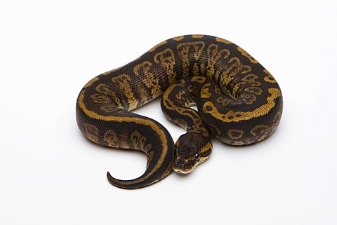 Granite Ball Python or Royal Python (Python regius), female