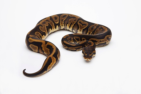 Leopard Ball Python or Royal Python (Python regius), female