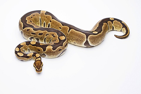 Royal Python (Python regius), Super Razor, female, Markus Theimer reptile breeding, Austria