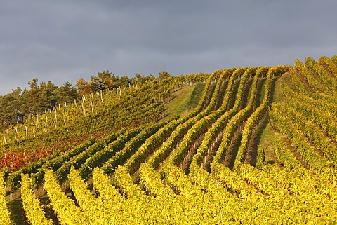 Vineyards near Altmannsdorf, Steigerwald, Lower Franconia, Franconia, Bavaria, Germany, Europe