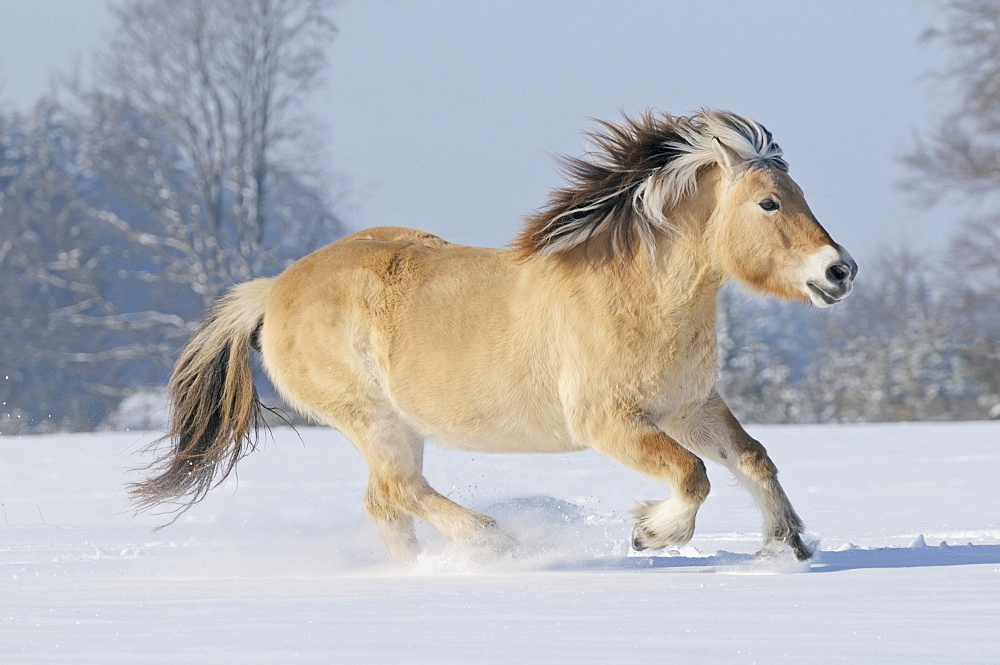 Fjord horse or Norwegian Fjord Horse running in the snow