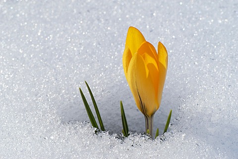 Crocus bloom in snow