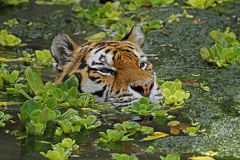 Siberian tiger (Panthera tigris altaica), swimming, in the zoo of Antwerp, Belgium, Europe