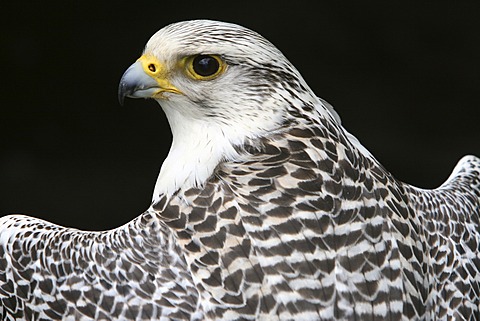 Gyrfalcon or Gyr Falcon (Falco rusticolus) looking back over its shoulder