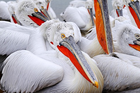 Dalmatian Pelicans (Pelecanus crispus), Lake Kerkini, Greece, Europe