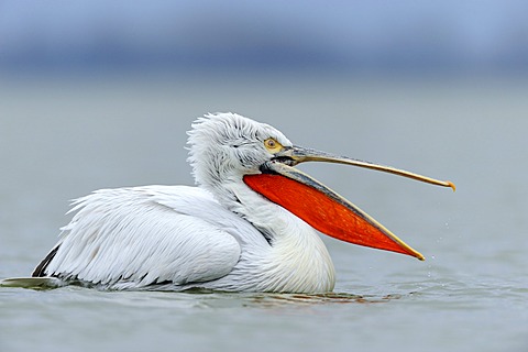 Dalmatian Pelican (Pelecanus crispus) with an open beak, on Lake Kerkini, Greece, Europe