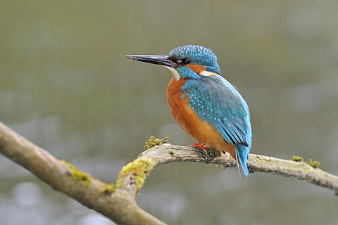 Common kingfisher (Alcedo atthis) perched on a branch, Cham, Switzerland, Europe