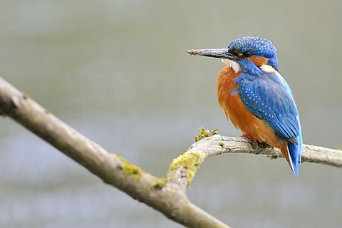 Common kingfisher (Alcedo atthis) perched on a branch, Cham, Switzerland, Europe