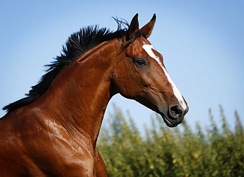 Brown mare, Wielkopolska, Polish warmblooded horse, portrait, in motion