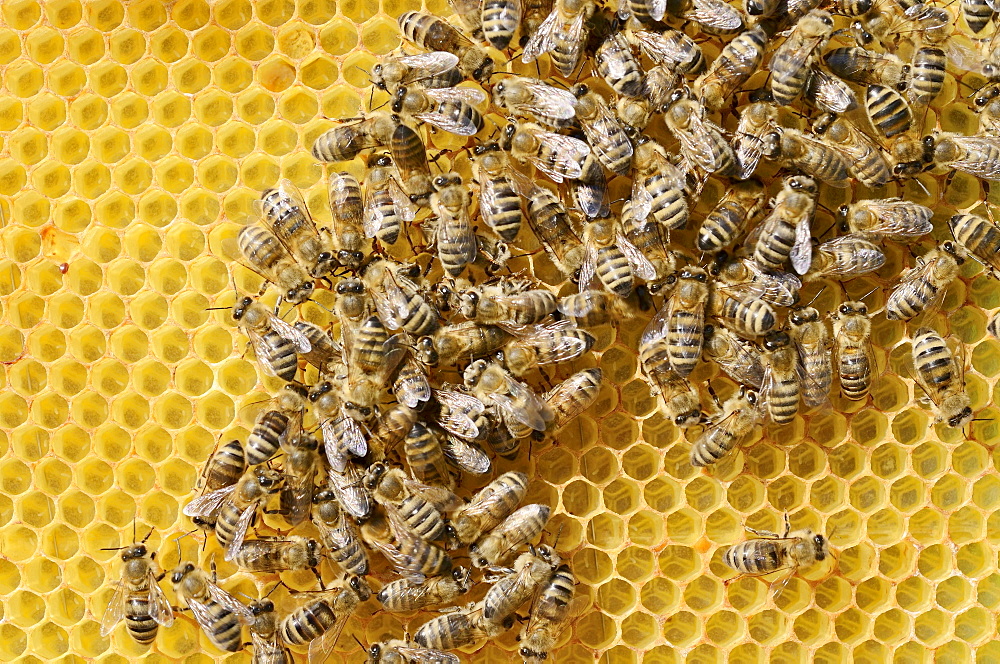 Honey bees (Apis mellifera var carnica), worker bees in panic formation on a comb with eggs