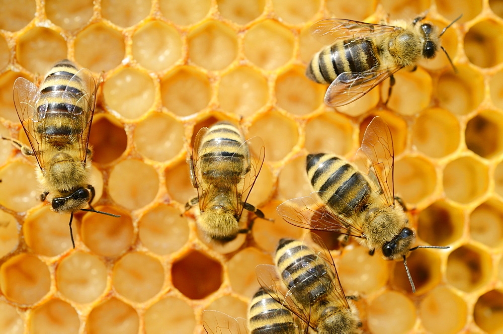 Honey bees (Apis mellifera), worker bees caring for the brood, on brood cells, larvae, circa 8 days