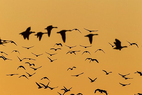 Greylag Geese (Anser anser) in flight in front of an evening sky, Ruegen Island, Mecklenburg-Western Pomerania, Germany, Europe