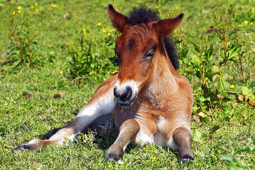 Young foal, Icelandic Horse, Icelandic Pony (Equus przewalskii f. caballus)