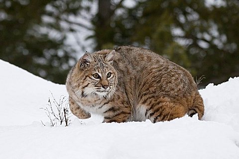 bobcat in the snow