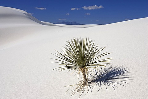 Soaptree Yucca (Yucca elata) in dunes, White Sands National Monument, New Mexico, USA, North America