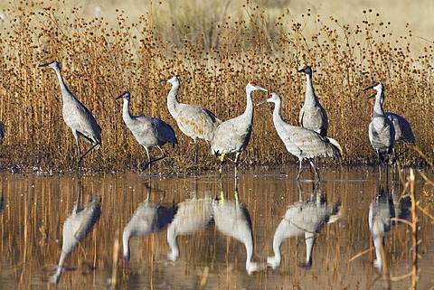 Sandhill Cranes (Grus canadensis) in the water, reflection, Bosque del Apache Wildlife Refuge, New Mexico, North America, USA