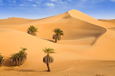 Um el Ma Oasis, date palms and sand dunes, Libyan Desert, Libya, Sahara, North Africa, Africa