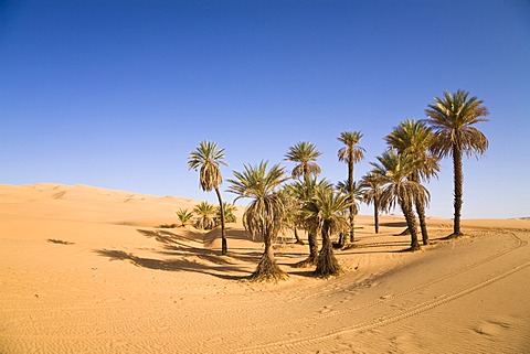 Date Palms (Phoenix spec.), in the Libyan Desert, Um el Ma Oasis, Libya, Sahara, North Africa, Africa