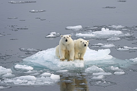 Polar Bears (Ursus maritimus), female and juvenile on an ice floe in the pack ice, Spitsbergen Island, Svalbard Archipeligo, Svalbard and Jan Mayen, Norway, Europe