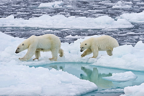 Polar Bears (Ursus maritimus), female and juvenile on an ice floe in the pack ice, Spitsbergen Island, Svalbard Archipeligo, Svalbard and Jan Mayen, Norway, Europe