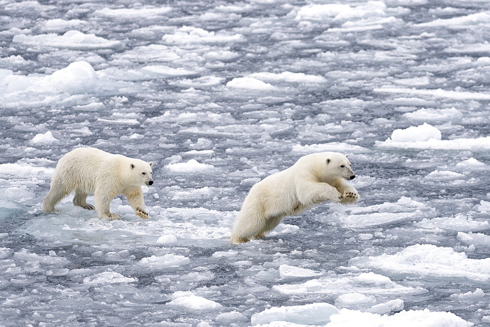 Polar Bears (Ursus maritimus), female and juvenile moving through the pack ice, Spitsbergen Island, Svalbard Archipeligo, Svalbard and Jan Mayen, Norway, Europe