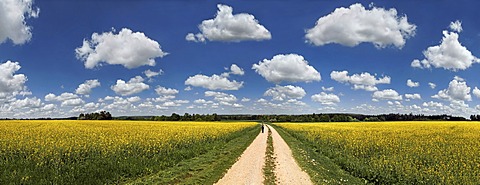 Hiker on a dirt track, bright rape fields and white clouds against a blue sky, near Erkertshofen, Titting, AltmÃ¼hltal Nature Park, Bavaria, Germany, Europe