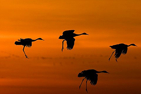 European cranes (grus grus) landing